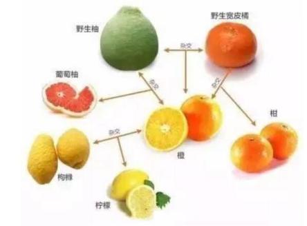 橘子,柚子,橙子……谁才是冬天里的水果之王?