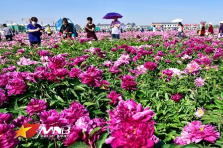 "和牡丹相约"文化节